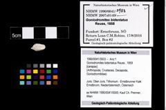 Foto (Objekt + Etikett) von Goniodromites bidentatus (Reuss, 1859)  (NHMW-GEO-1990-0041-3933)